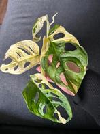 Monstera adansonii variegata, Ophalen of Verzenden, Halfschaduw, Minder dan 100 cm