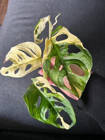 Monstera adansonii variegata   beschikbaar voor biedingen