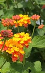 Lantana 'Star Landing' (variant van de winterharde Miss Huf), Ophalen of Verzenden, Zomer, Volle zon