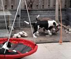 Slimme australian sheperd/kruising  pups reutjes, Dieren en Toebehoren, Honden | Niet-rashonden, Rabiës (hondsdolheid), 8 tot 15 weken