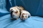 2 jonge cavia's, mannetjes, Dieren en Toebehoren, Cavia, Mannelijk, Januari, Tam