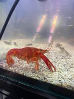 Aquarium 150L kreeften, Dieren en Toebehoren, Vissen | Aquariumvissen, Kreeft, Krab of Garnaal, Zoetwatervis