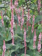 Persicaria amplexicaulis ‘Rosea’ - Roze Duizendknoop, Overige soorten, Vaste plant, Ophalen of Verzenden, Halfschaduw