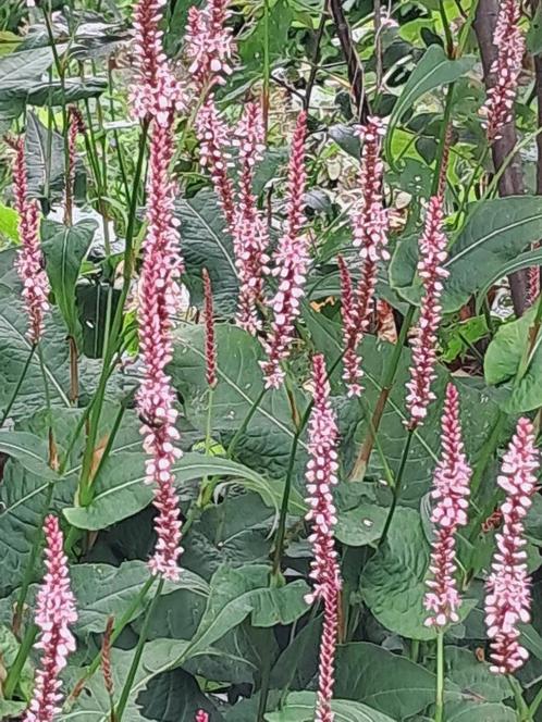 Persicaria amplexicaulis ‘Rosea’ - Roze Duizendknoop, Tuin en Terras, Planten | Tuinplanten, Vaste plant, Overige soorten, Halfschaduw