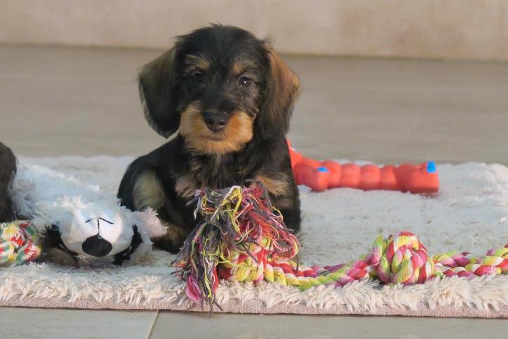 Ruwhaar Dwerg Teckel pups, Dieren en Toebehoren, Honden | Teckels en Dashonden, Meerdere dieren, Ruwhaar, Dwerg, Fokker | Professioneel