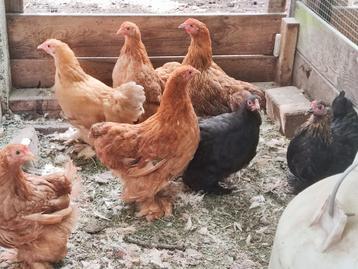 7 Cochin kriel hennen 17 weken oud  beschikbaar voor biedingen