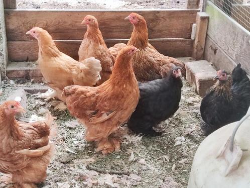 7 Cochin kriel hennen 17 weken oud, Dieren en Toebehoren, Pluimvee, Kip, Vrouwelijk