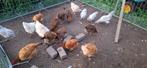 13 sierkippen groot, Meerdere dieren, Kip
