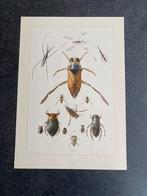 11 prenten  plantenzuiger 19x27 samen 17,50 oa druifluis, Antiek en Kunst, Antiek | Schoolplaten, Ophalen of Verzenden, Natuur en Biologie