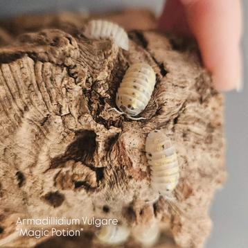 Magic potion isopods (Armadillidium vulgare) beschikbaar voor biedingen