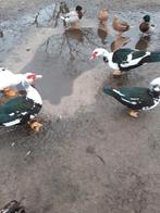 Muskes eenden, Dieren en Toebehoren, Pluimvee, Meerdere dieren, Eend