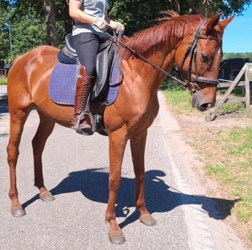 Superbrave 9 jr E pony 1,56(recreatie-manege-sport) beschikbaar voor biedingen
