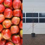 Delbare appelbomen te koop, Lente, Appelboom, Volle zon, 100 tot 250 cm