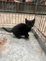 Twee jonge katers, Dieren en Toebehoren, Katten en Kittens | Overige Katten, Kater, Kortharig, 0 tot 2 jaar