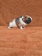 Zeugje blauw amber wit gladhaar grijs apart bijzonder, Dieren en Toebehoren, Knaagdieren, Cavia, Vrouwelijk, November, Tam