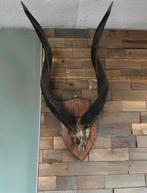 KOEDU SCHEDEL MET HOORNS, Ophalen, Gebruikt, Wild dier, Schedel