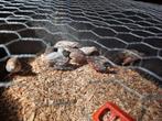 Chinese dwergkwartel haantjes, Dieren en Toebehoren, Vogels | Kanaries, Mannelijk
