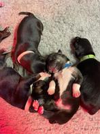 pups  border collie x kelpie, 8 tot 15 weken, Collie, Meerdere, Meerdere dieren