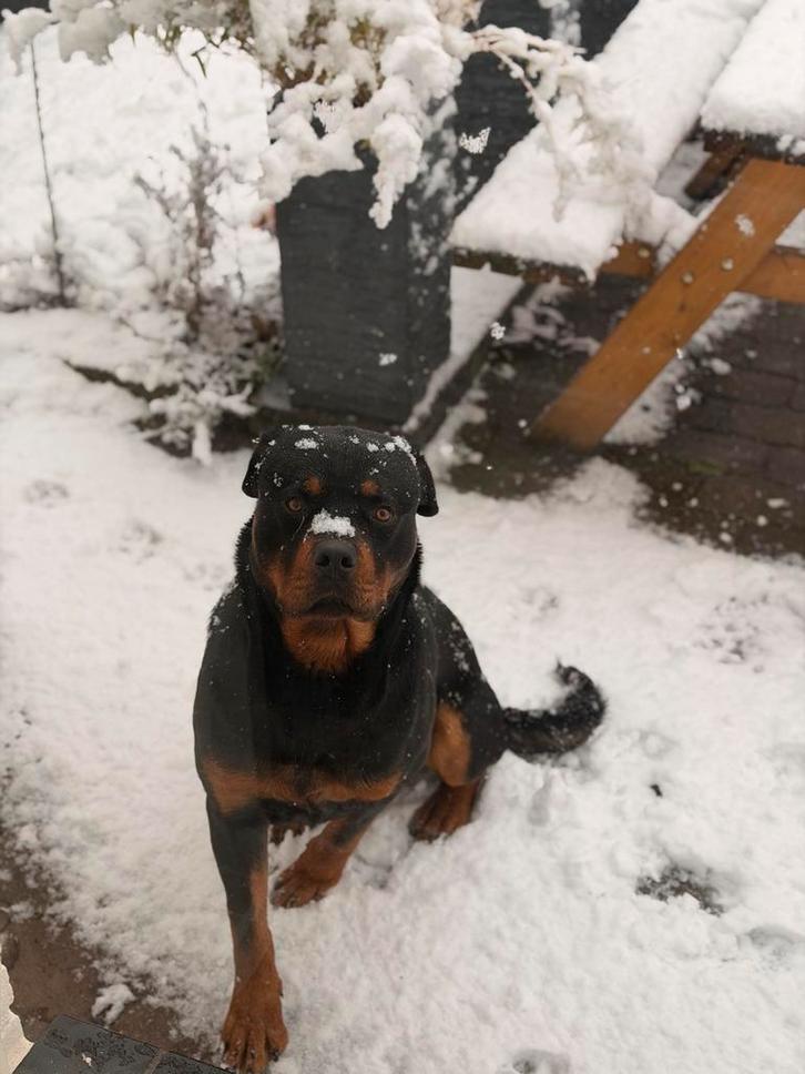 Lieve rottweiler reu, Dieren en Toebehoren, Honden | Dekreuen, Reu, Particulier, Eén hond, Nederland, 1 tot 2 jaar, CDV (hondenziekte)