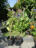 Sering boompje, krijgt prachtige witte bloemen, Tuin en Terras, Overige soorten, Minder dan 100 cm, Zomer, Ophalen