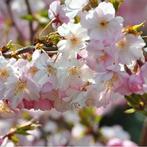 Prunus Autumnalis Rosea - Japanse sierkers op stam, Tuin en Terras, Planten | Bomen, Winter, 100 tot 250 cm, Volle zon, In pot