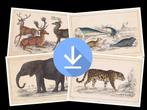 35 downloads van dierenetsen van Oliver Goldsmith, 1850, Ophalen of Verzenden