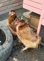 Cochin, Welsummer en auracana(groenlegger) hennen, Dieren en Toebehoren, Pluimvee, Vrouwelijk, Kip