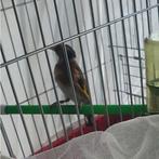 Parva putter pop 2024, Dieren en Toebehoren, Vogels | Overige Vogels, Vrouwelijk, Wildzangvogel, Geringd