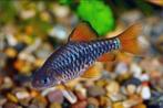 Aquariumvissen bij Sierviskwekerij Gert Kupers, Vis, Zoetwatervis
