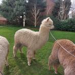 Alpaca wandelruin Quick 2023, Dieren en Toebehoren, Overige Dieren, Mannelijk, Voor 1 juli 2024