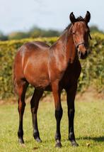 New Forest hengstveulen, Dieren en Toebehoren, Pony's, Hengst, 0 tot 2 jaar