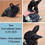 Franse hangoor (Antwerpen), Dieren en Toebehoren, Konijnen, Vrouwelijk, Groot, Hangoor