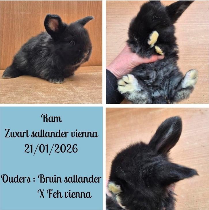 Franse hangoor (Antwerpen), Dieren en Toebehoren, Konijnen, Groot, Vrouwelijk, Hangoor