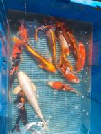 20 koi, Dieren en Toebehoren, Vissen | Vijvervissen, Karper of Koi