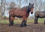 Belgisch trekpaard merrie en veulen, Dieren en Toebehoren, Paarden, Merrie, 160 tot 165 cm, Gechipt, 7 tot 10 jaar