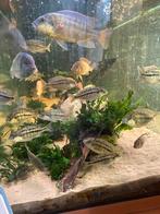 Malawi cichlides Rhoadesii in opgroei man en vrouw, Dieren en Toebehoren, Vissen | Aquariumvissen, Vis