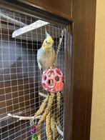 Valkparkiet, Dieren en Toebehoren, Vogels | Overige Vogels, Mannelijk