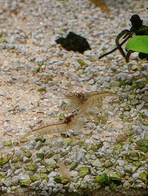 Garnalen te koop, Dieren en Toebehoren, Vissen | Aquariumvissen, Kreeft, Krab of Garnaal