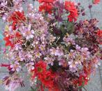 HEEL VEEL BLOEMEN - KUNST - BIJ SIBBELS !!, Ophalen of Verzenden, Nieuw