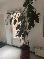 Grote plant, Huis en Inrichting, Kamerplanten, Ophalen, Overige soorten, Halfschaduw, 150 tot 200 cm