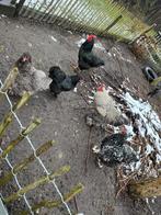 Brahma kippen en hanen, Dieren en Toebehoren, Pluimvee, Meerdere dieren, Kip