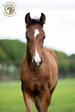 Merrieveulens van So Perfect, Escaneno en Sarai L, Dieren en Toebehoren, Paarden, Merrie, Dressuurpaard, 0 tot 2 jaar, Onbeleerd
