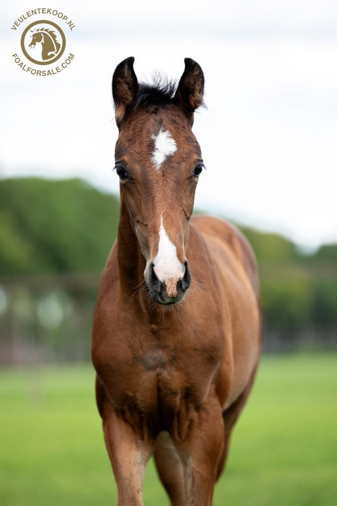 Merrieveulens van So Perfect, Escaneno en Sarai L, Dieren en Toebehoren, Paarden, Merrie, Onbeleerd, 0 tot 2 jaar, Dressuurpaard