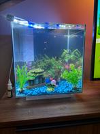 Mooi bakje inclusief filter en lamp en veel deco, Dieren en Toebehoren, Vissen | Aquariumvissen, Vis