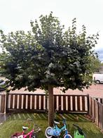 Leilinden boom, Tuin en Terras, Planten | Bomen, Ophalen of Verzenden, Volle zon, Leiboom, 250 tot 400 cm