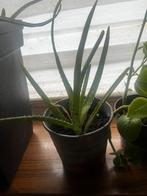 Aloe vera klein met pot, Ophalen of Verzenden