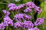 Verbena bonariensis – IJzerhard kruiden, Overige soorten, Volle zon, Vaste plant, Ophalen of Verzenden