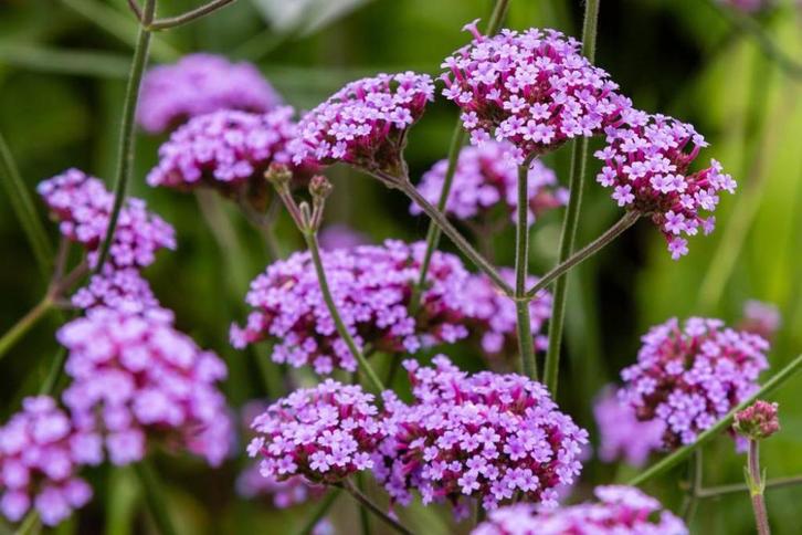 Verbena bonariensis – IJzerhard kruiden, Tuin en Terras, Planten | Tuinplanten, Vaste plant, Overige soorten, Volle zon, Zomer