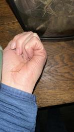 Wandelende takken, Wandelende tak