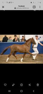 3 jarige welsh b hengst, Dieren en Toebehoren, Paarden en Pony's | Dekhengsten en Fokmerries, Hengst